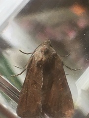 Mesoligia furuncula