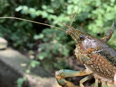 Procambarus virginalis