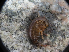 Gammarus duebeni