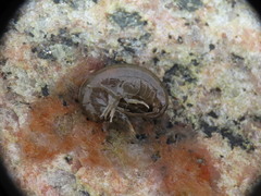 Gammarus oceanicus