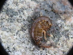 Gammarus duebeni