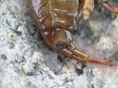 Gammarus duebeni