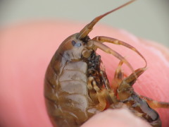 Gammarus duebeni