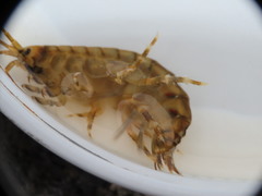 Gammarus duebeni
