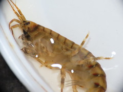 Gammarus duebeni