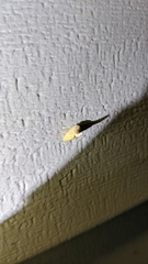 Tortricidia testacea