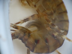 Gammarus duebeni