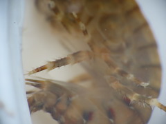 Gammarus duebeni