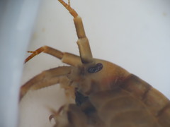 Gammarus duebeni
