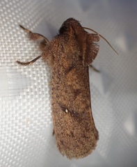 Acrolophus walsinghami