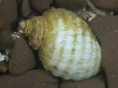 Nucella ostrina