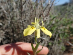 Moraea longipes