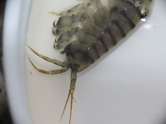 Gammarus duebeni
