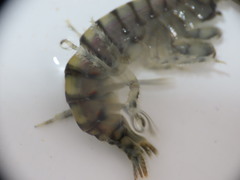 Gammarus duebeni