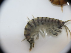 Gammarus duebeni