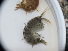 Gammarus duebeni