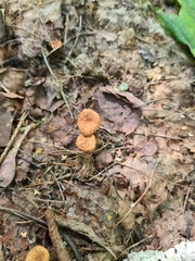 Mycetinis