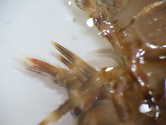 Gammarus duebeni