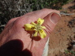 Moraea longipes