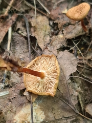 Mycetinis