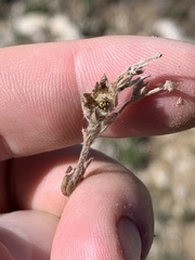 Potentilla concinna proxima