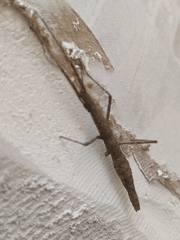 Libethra
