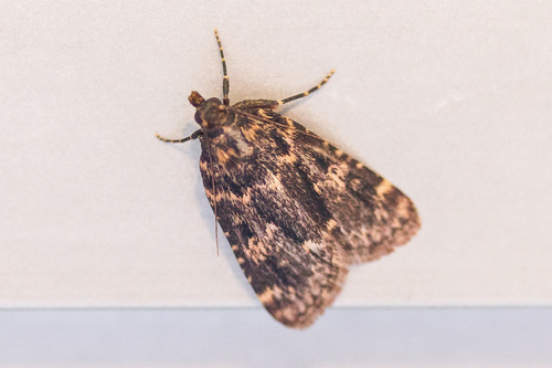 Aglossa caprealis