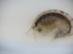 Wecomedon nobilis