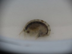 Wecomedon nobilis