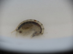 Wecomedon nobilis