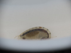 Wecomedon nobilis
