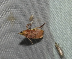 Galasa nigrinodis