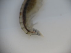 Wecomedon nobilis