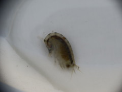 Wecomedon nobilis