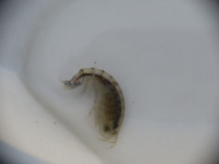 Wecomedon nobilis