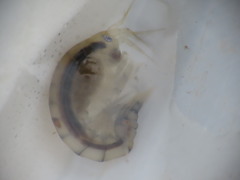 Wecomedon nobilis