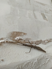 Libethra