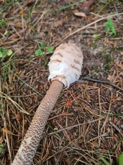 Macrolepiota procera