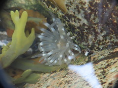 Aulactinia stella