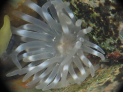 Aulactinia stella
