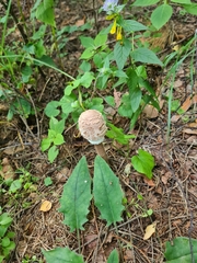 Macrolepiota procera