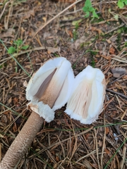 Macrolepiota procera