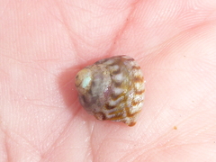 Tegula pulligo