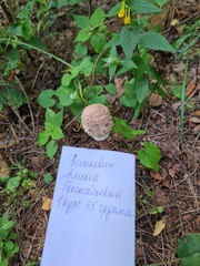 Macrolepiota procera