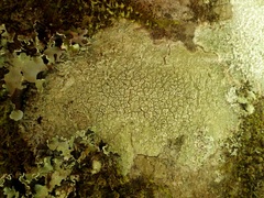 Pertusaria hymenea