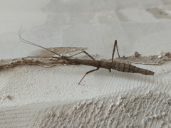 Libethra