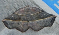 Metanema determinata