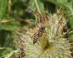 Polistes gallicus