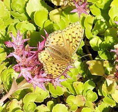 Argynnis adippe