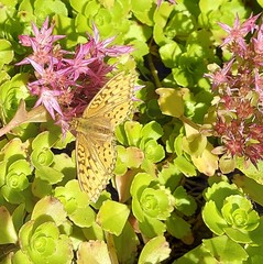 Argynnis adippe